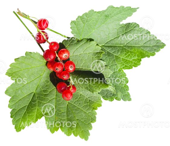 red berries and green leaves of redcurrant