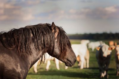 Horses at Revinge Skane Sweden
