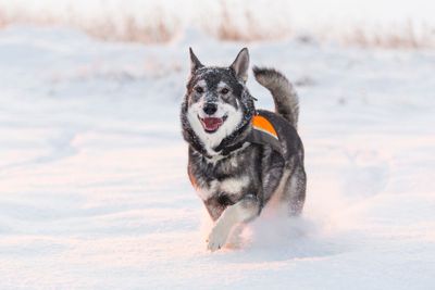 Swedish Elkhound in winter landscape