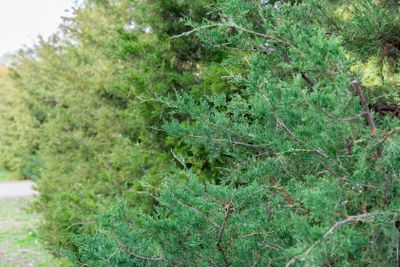 Green Hedge of Thuja Trees cypress or juniper . Bush...