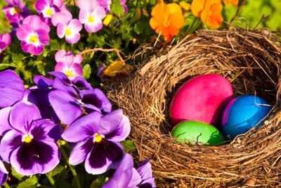 easter eggs in a nest