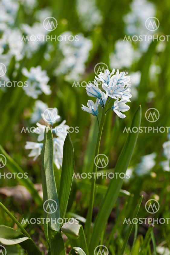 Porcelain hyacinths
