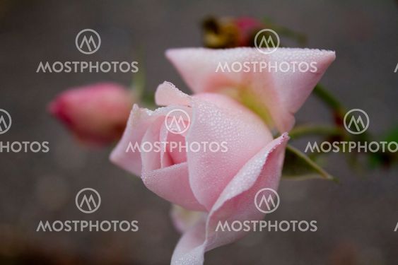 Pink Rose Dew I