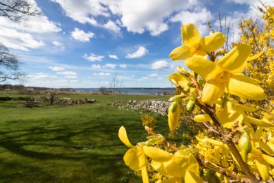 forsythia flowers in front of with green grass and blue...