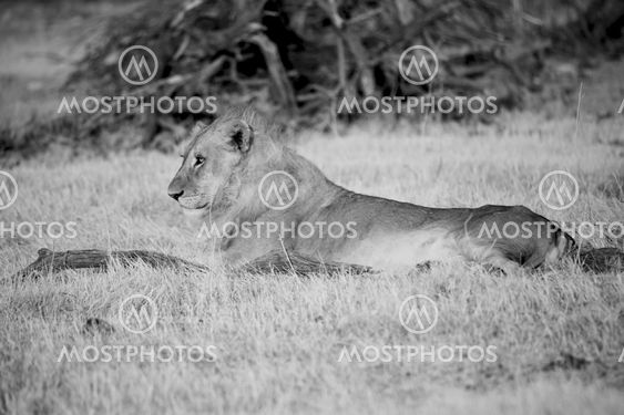 a lion (panthera leo) in the grass of the etosha national park