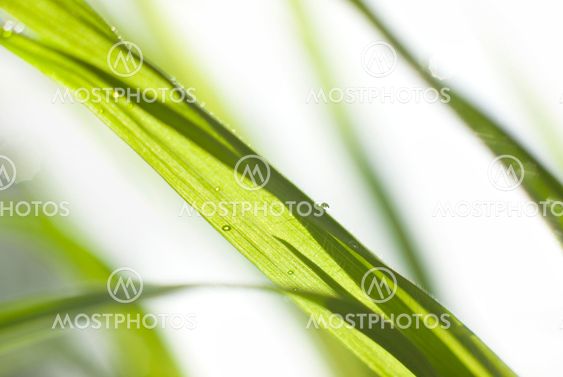 Green grass in strong backlight