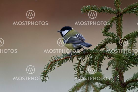 Great tit, Parus major