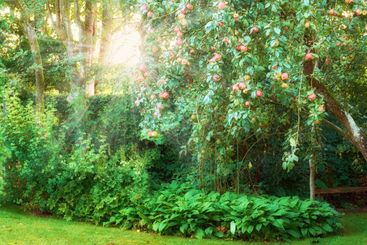 Nature, apple and trees with lawn of garden for bush,...