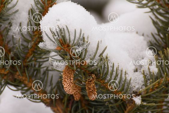 Pine Cones