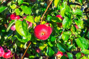 Apple tree branches with vibrant green leaves and red...