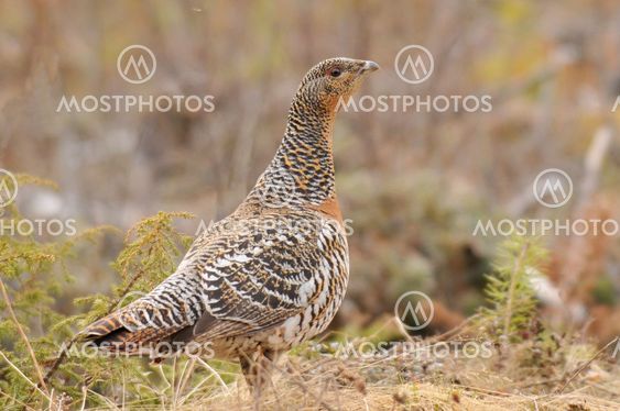 Capercaillie /Wood Grouse (Tetrao urogallos)