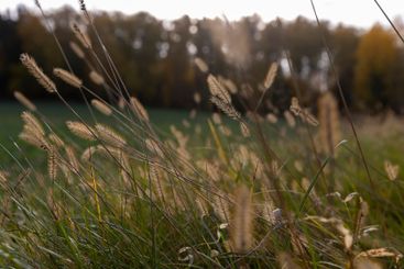 grass that changes color in the autumn season in the field
