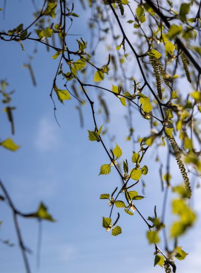 young birch with new green leaves in the spring season