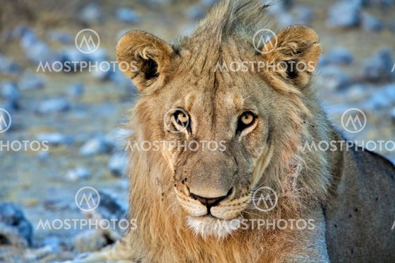lion close-up art etosha national park namibia africa
