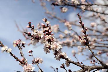 Blossoming tree branches against a clear blue sky....