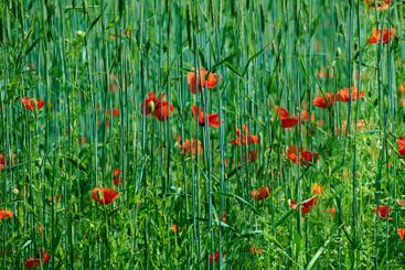 Field, wheat and plants with farming, poppies and...