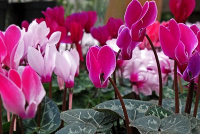 Cyclamen
