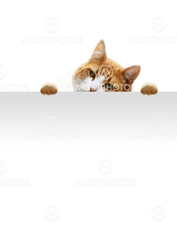 Playful cat