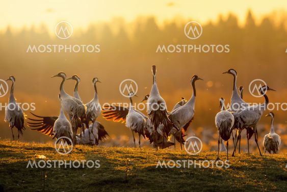 Group of cranes at sunrise in morning light