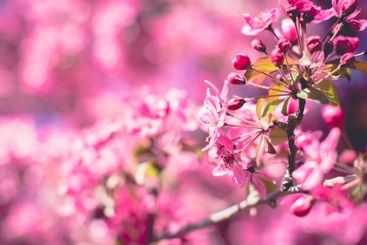Blossom with Soft focus