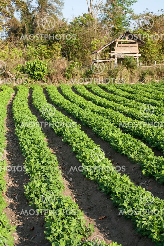 rows of peanut plants