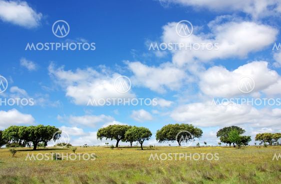Oak trees at alentejo field