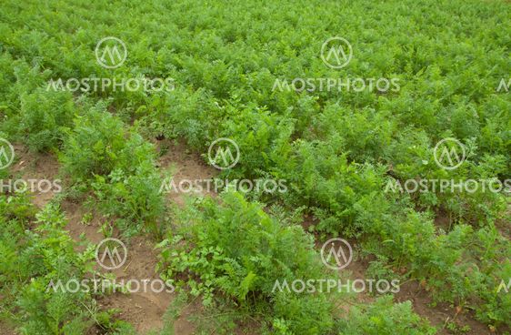 carrots
