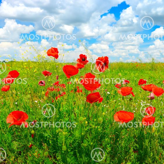 Bright delicate flowers wild poppies on spring meadow