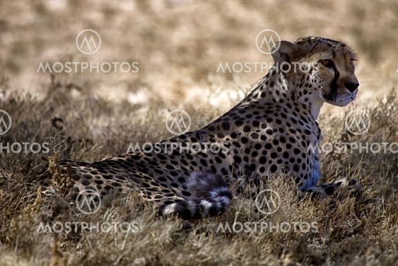 cheetah in the grass at etosha park namibia africa
