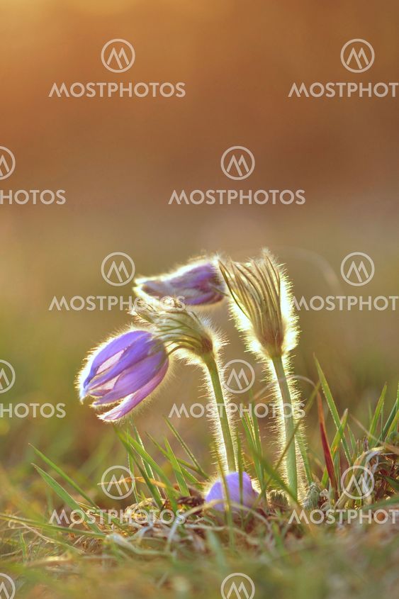 Pasque Flower blooming on spring meadow at the sunset -...