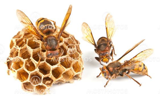 hornet and wasp