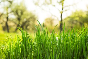 Lush green grass swaying gently in the sunlight during a...