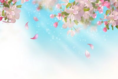 Spring Apple blossom