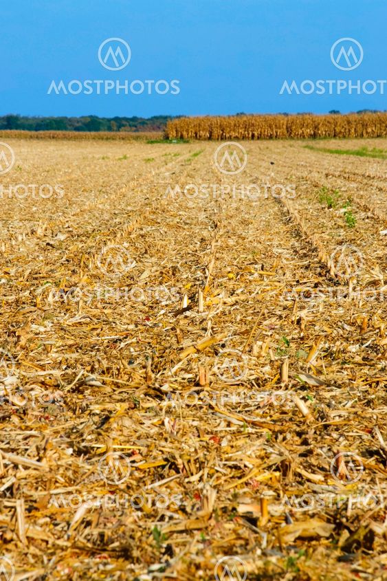 Corn field