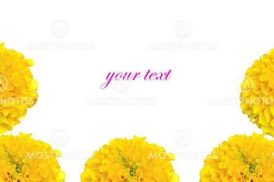 Marigold flower in Thailand