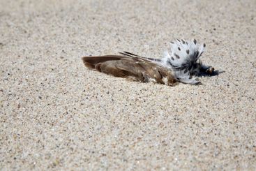 Feathers of a dead woodcock seabird on yellow sea sand