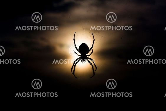 Spider