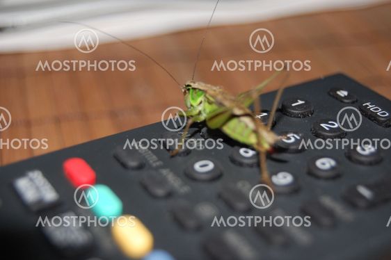 Grasshopper on remote control