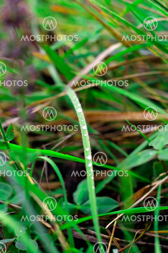Dew on the leaves after rain