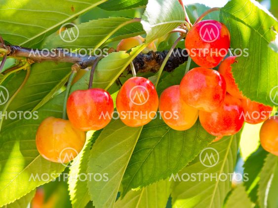 Cherries