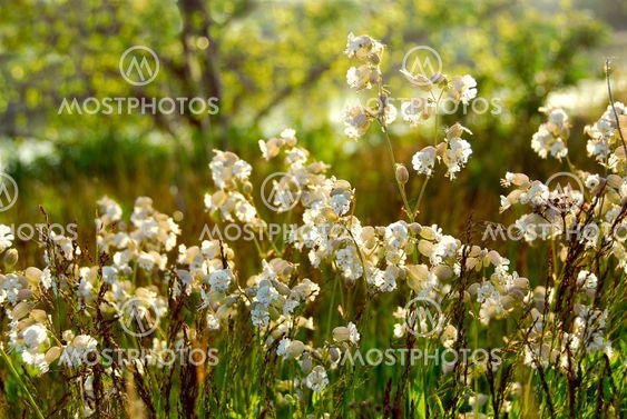 Widlflowers white campions