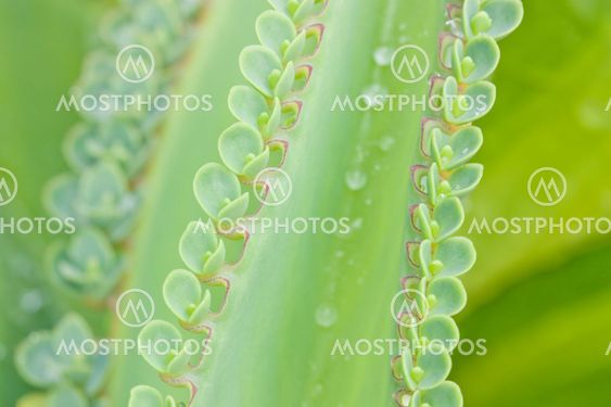 Close-up of a leaves sprouting on of a parent leaf of a lifeplant