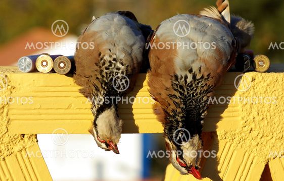 Two partridges