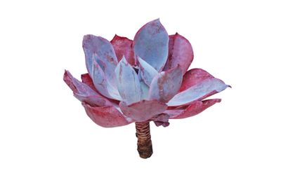 Succulent Echeveria Afterglow flower isolated on white...