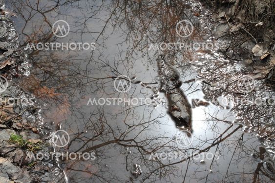 reflection of the branches tree and sun in puddle