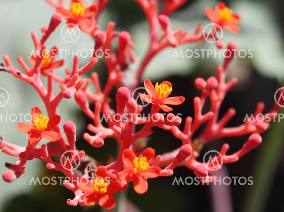 Ginseng Flowers