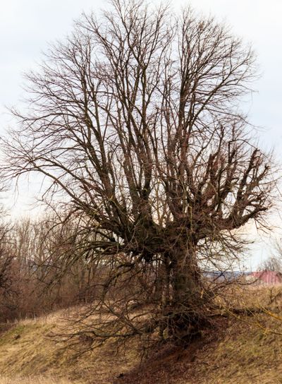 Old bare tree with powerful bare roots on cloudy day