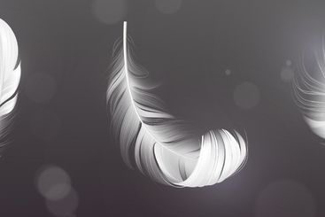 3D feather collection falling