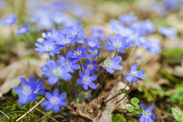 Blossoming hepatica flower in early spring in forest.