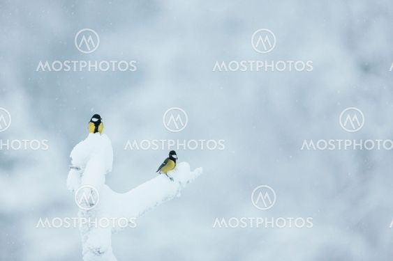 Great tit, Parus major